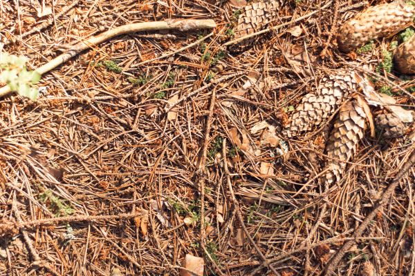 Cost of Pine Needles Removal in Warrenton