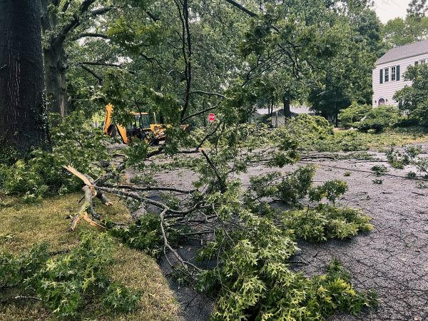 Tree Branch Disposal in Warrenton