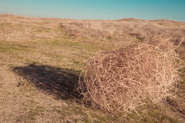 Tumbleweed Removal in Warrenton