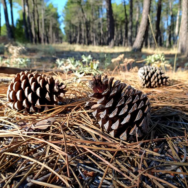 Cost of Pine Cone Removal in Warrenton