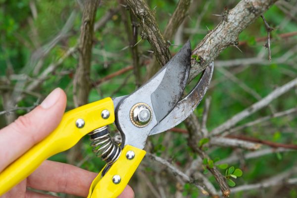 Limbs Removal in Warrenton