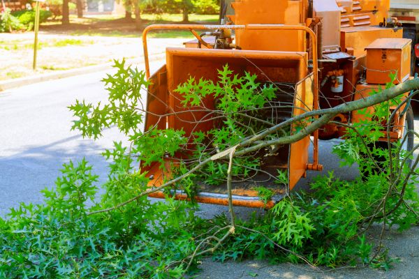 Tree Branches Removal in Warrenton