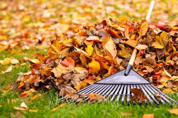 Yard Leaf Removal in Warrenton