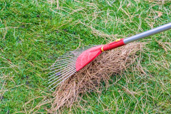 Yard Raking in Warrenton