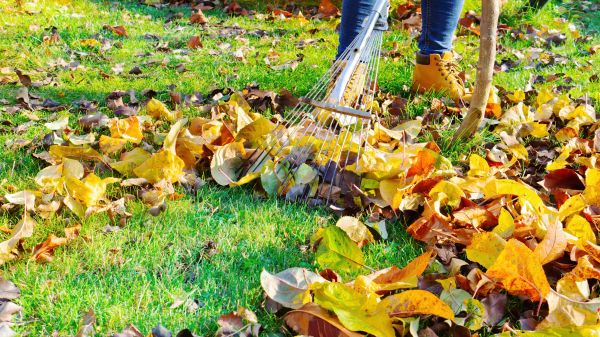 Lawn Cleanup Service in Warrenton