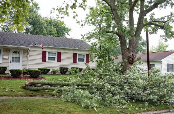 Fallen Branch Removal in Warrenton