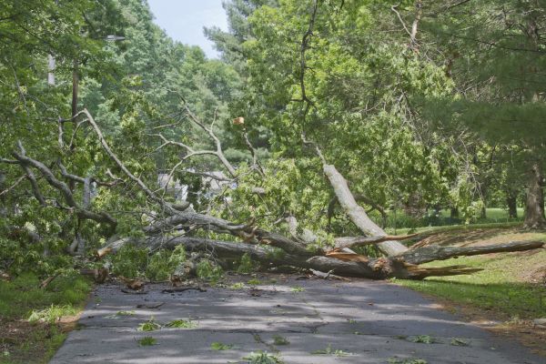 Tree Debris Removal in Warrenton